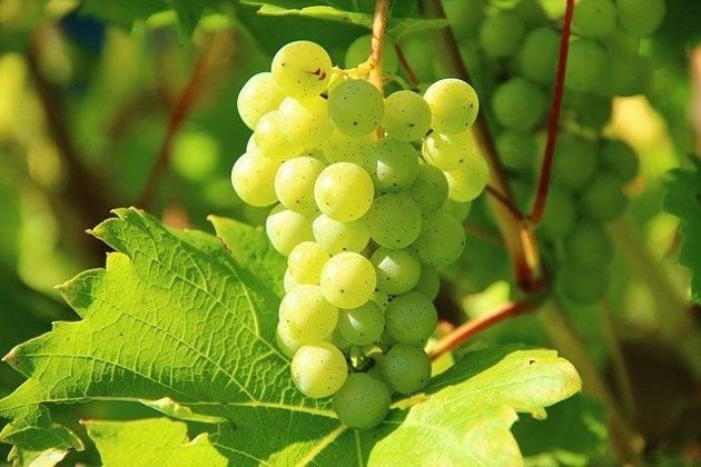 Как подготовить лунку весной правильно для посадки винограда