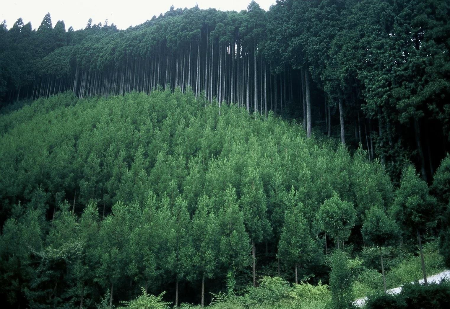 Природные ресурсы лесных зон россии. Лесные ресурсы. Лесные ресурсы Китая. Штабель леса.