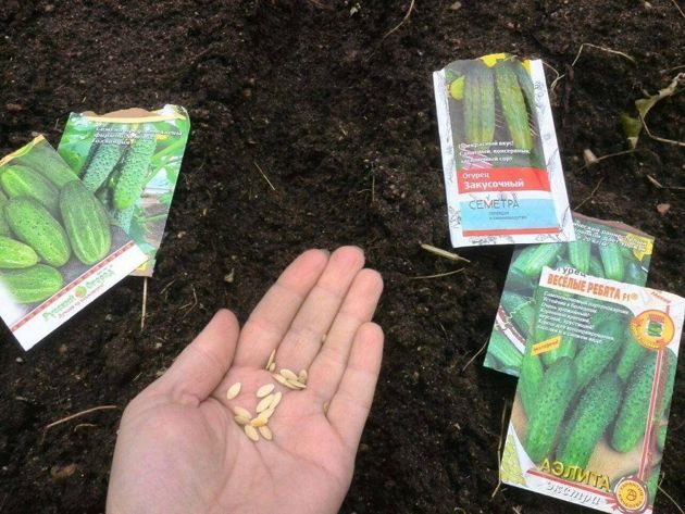 Посев огуречных семян в открытый грунт: хитрости опытных огородников
