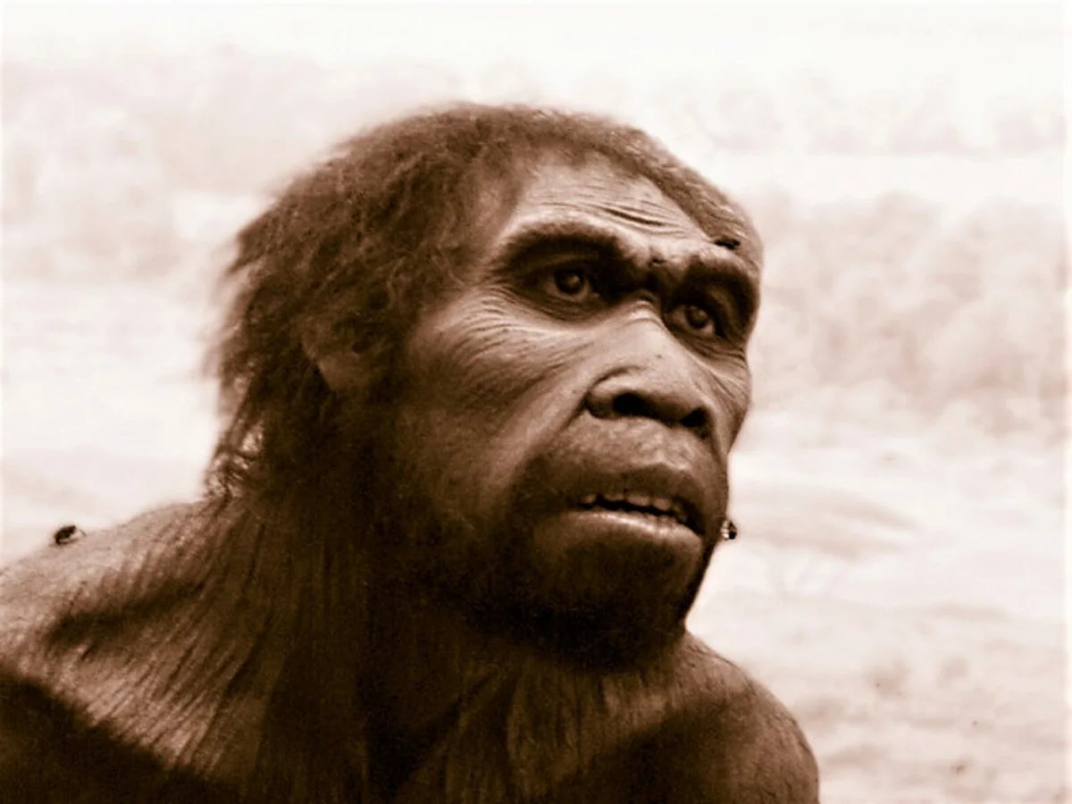2 млн лет назад появился. Человек работающий homo ergaster. Хомо хабилис хомо Эректус хомо эргастер.