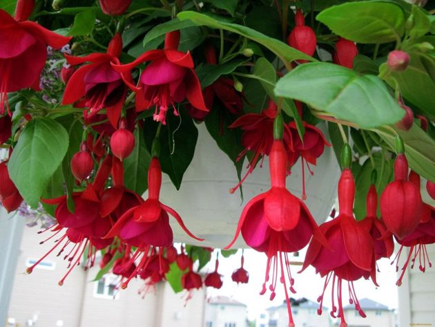 10 красивых ампельных растений, которые нужно посадить в своем саду