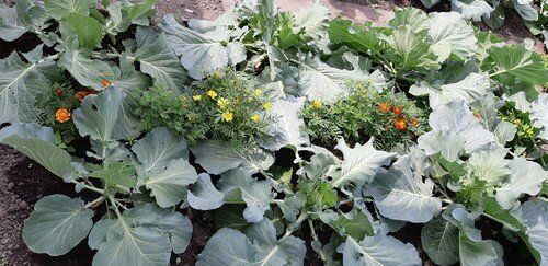 Чем важно подкормить капусту в период завязи кочанов, чтобы они выросли большими и плотными