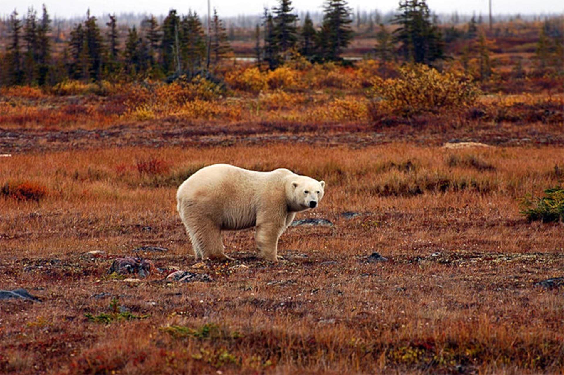 Какие медведи в тундре. Белый медведь в тундре. Белый медведь в Северной Америке. Бурый медведь в тундре. Бурый медведь в лесотундре.