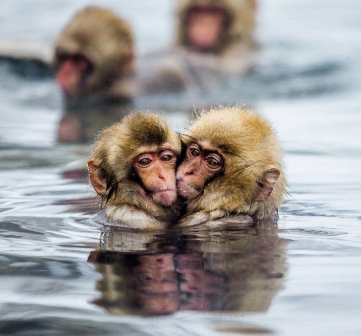 Группа обезьяны в теплой воде слушать. Обезьяна в воде. Обезьяны в термальных источниках. Японские макаки в горячих источниках. Обезьяны в теплой воде.