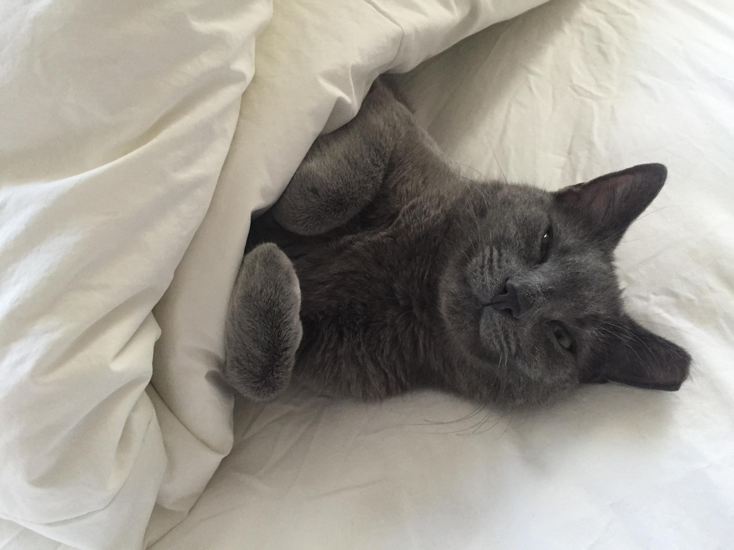 Котенок в постели. Котик в кровати. Котенок в кроватке. Котенок лежит. Кровать для кошки.
