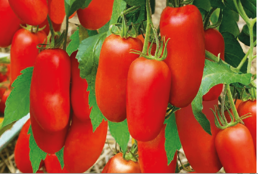 3 сорта томатов не требующих формирования и подвязывания