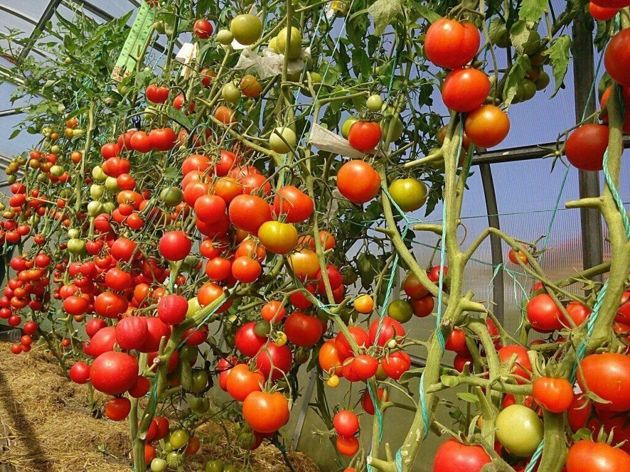 Как правильно подкармливать томаты, чтобы получить большой урожай?