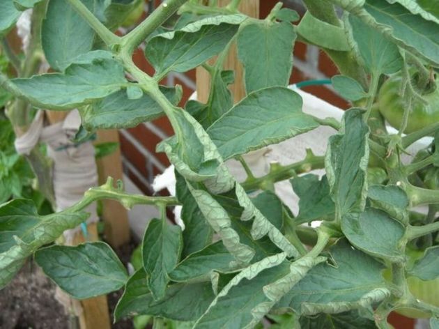 Скручиваются листья на помидорах: причины и как их исправить