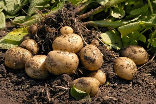 Интересный метод посадки картофеля, как очень просто получить супер ранний урожай картофеля в июне