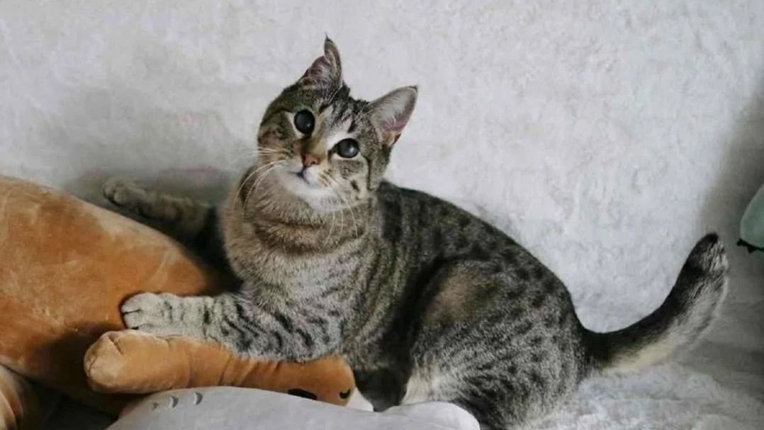 История о том, как неразлучные коты из улицы смогли смогли пережить все трудности и наконец то найти дом и любящих хозяев
