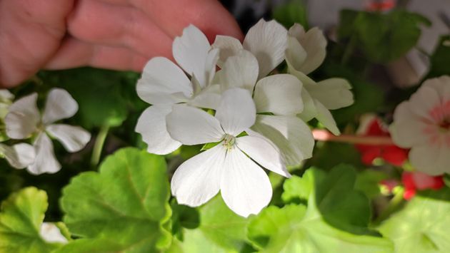 Легкий способ вырастить карликовую пеларгонию Нано Вайт, описание сорта, секреты для скорого цветения