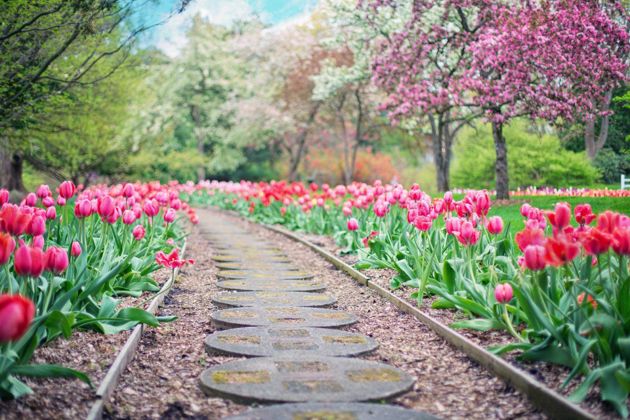 Почему не цветут тюльпаны – основные вероятные причины