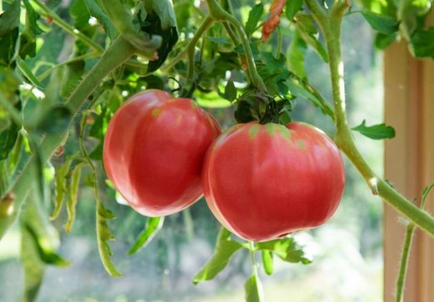 Сорта и гибриды томатов, которые не боятся фитофторы