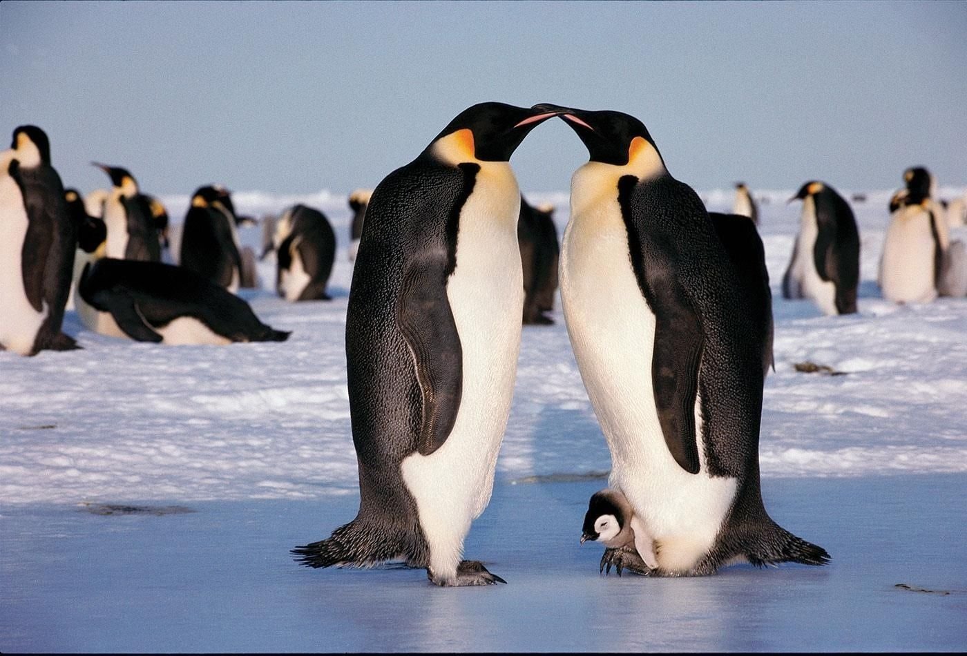 Где живут пингвины материк. Пингвины Южный полюс. Северный Ледовитый океан пингвины. Северный Пингвин. Пингвины на севере.