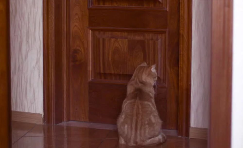 Собака закрывает дверь. Кот возле двери. Коты под дверью. Дверь для кота. Кот у закрытой двери.