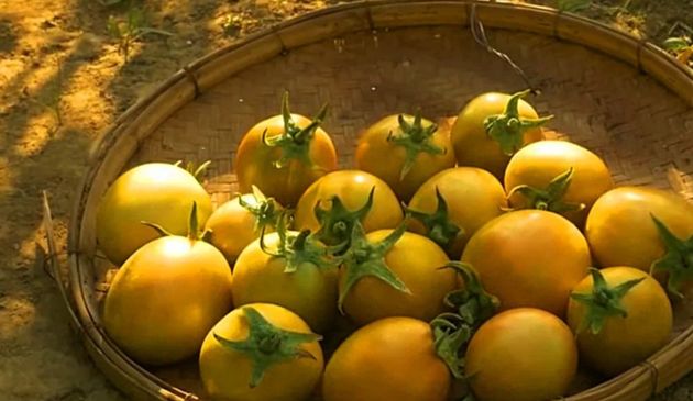 В сентябре спасаем томаты и другие растения от всех болезней с помощью перекиси водорода