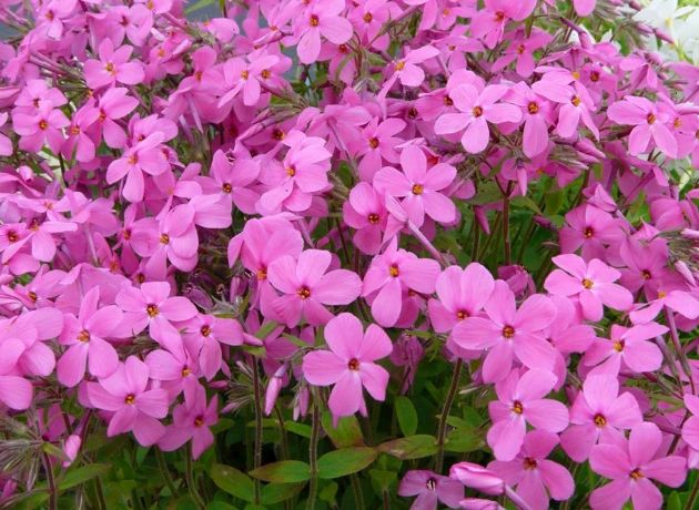 7 удивительно красивых цветов для тенистых уголков сада