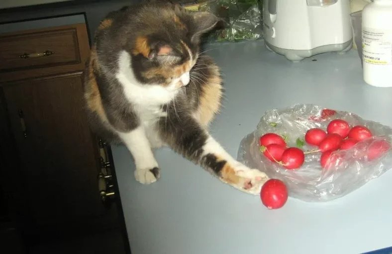 Кошка сбросила с конструкции один кубик. Коты которые скидывают предметы. Кот редиска. Кот ворует со стола. Кот крадет еду.