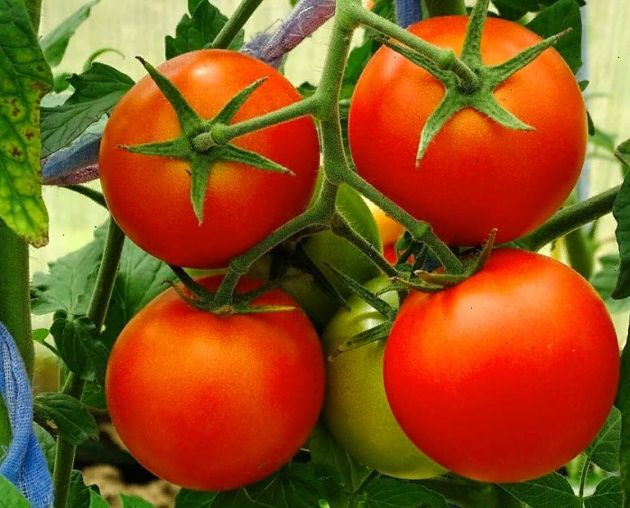 Как значительно ускорить созревание томатов, удалив с куста лишь несколько листьев