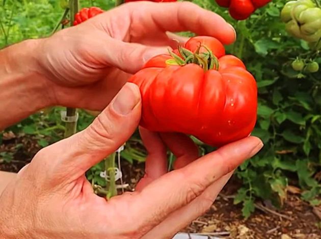 В августе томаты будут под защитой от фитофторы и покажут взрывную урожайность благодаря раствору люголя