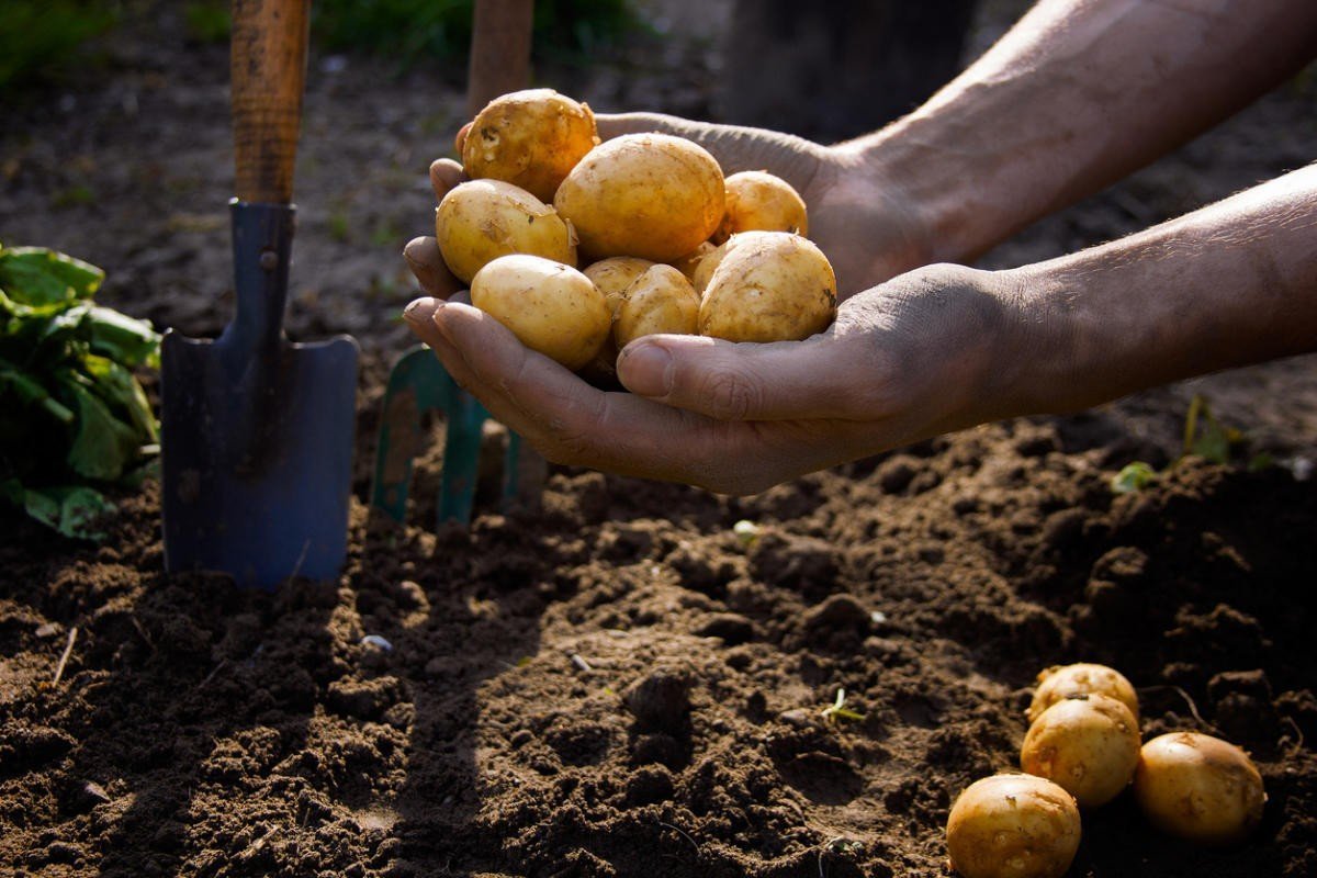 Картофель первого урожая. Картошка в огороде. Картошка на грядке. Посадка картофеля. Сажать картошку.