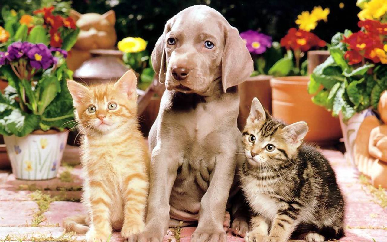 Картинки котят и щенят. Собака. Домашние животные. Красивые домашние животные. Котики собачки.