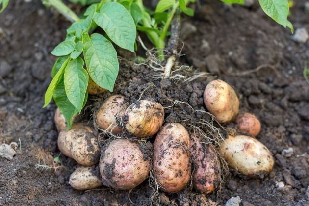 Маттиола спасет урожай картофеля. Как получить хороший урожай картофеля