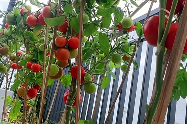 Подкормка в августе для тех, кто хочет получить много томатов, огурцов, кабачков и перцев