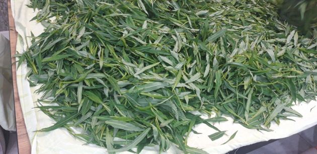Простой способ сделать вкусный Иван-чай из собранных листьев. Подробная инструкция для начинающих и опытных садоводов