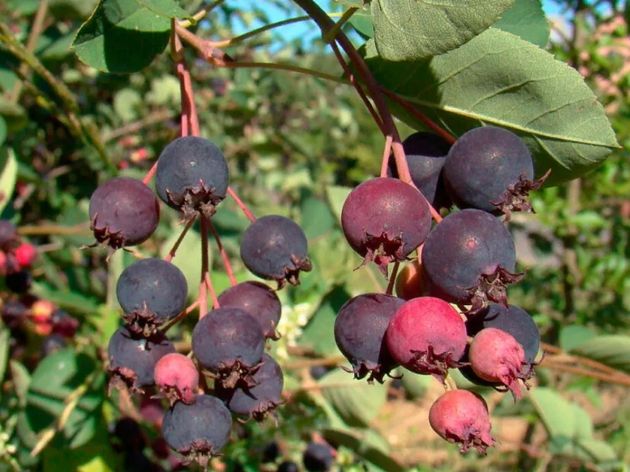 Ирга - уникальное растение и кладезь витаминов, которое стоит посадить в саду