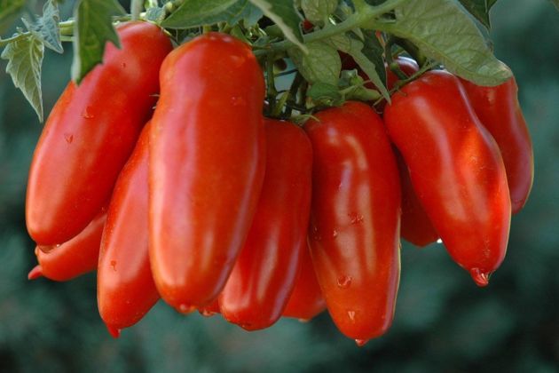 Обзор ранних вкусных сочных сахаристых томатов