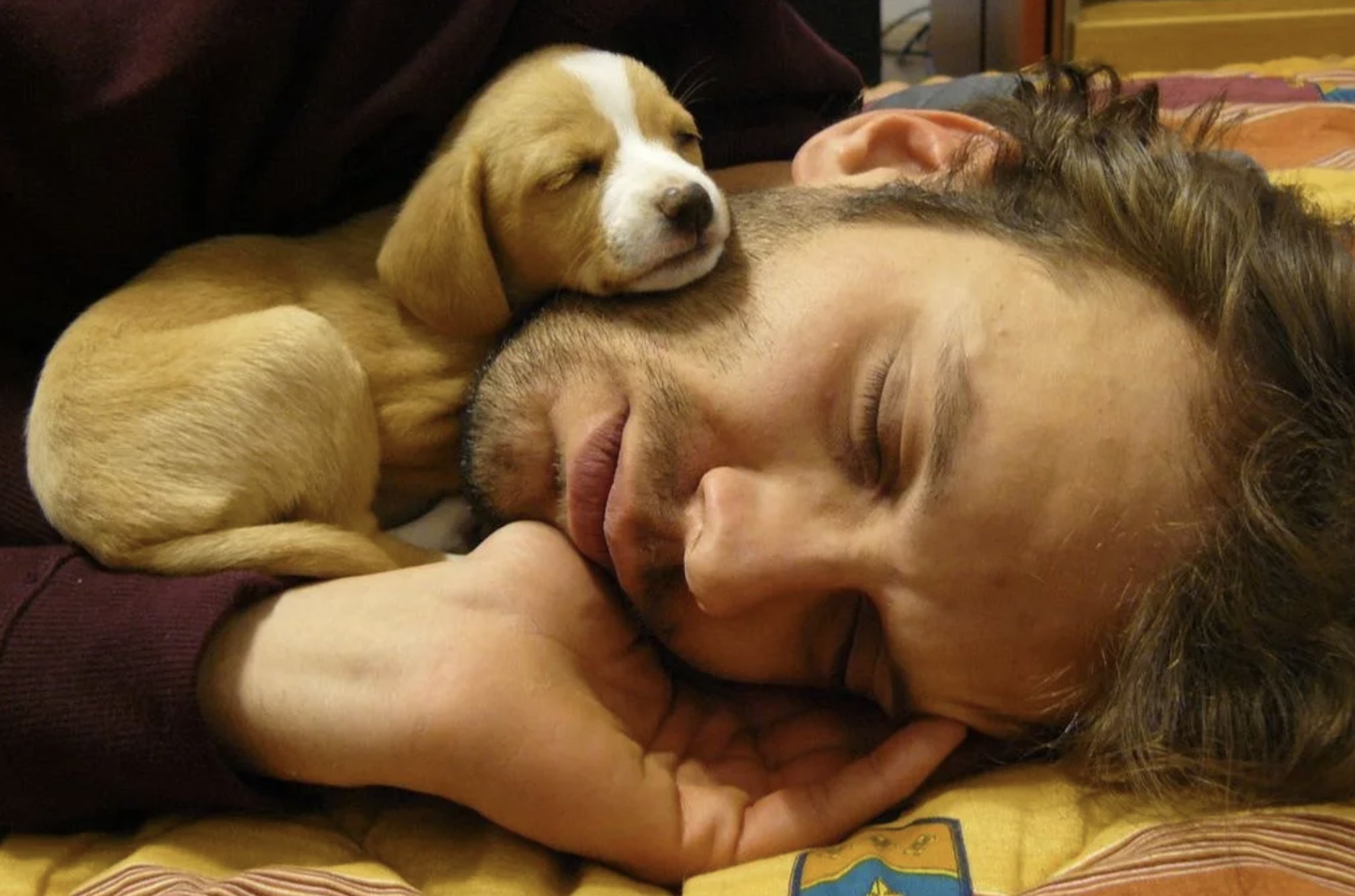 Спавшие животные людей. Спящие собачки. Спящий щенок. Человек с собакой.