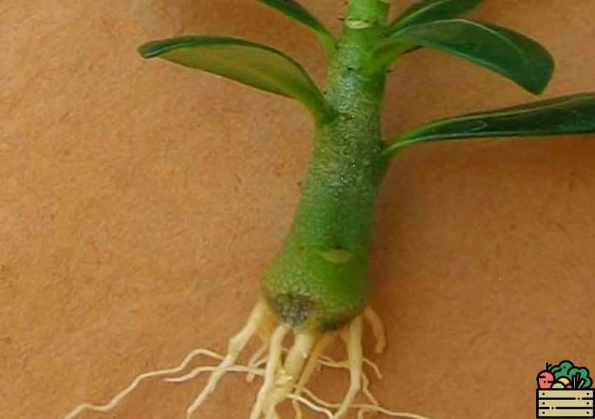 Природный и уникальный метод для мощного роста корней у черенков. Через 1 неделю корни уже полезут