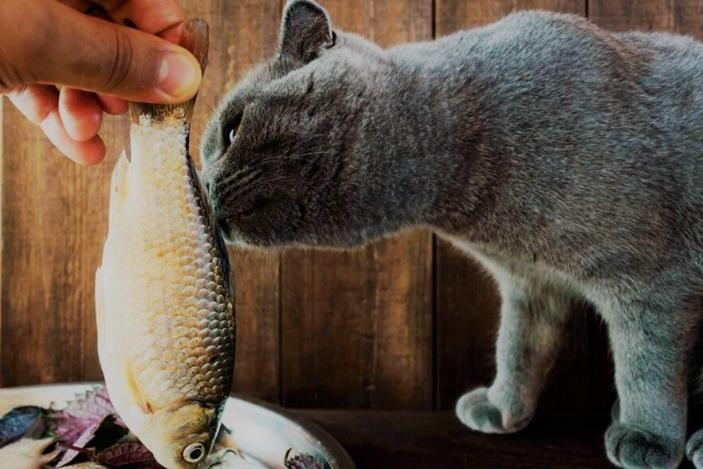 Собаки рыбу съедят. Кошка ест рыбу. Кот ест живую рыбу. Кот ест рыбу фото. Любимцы кошки.