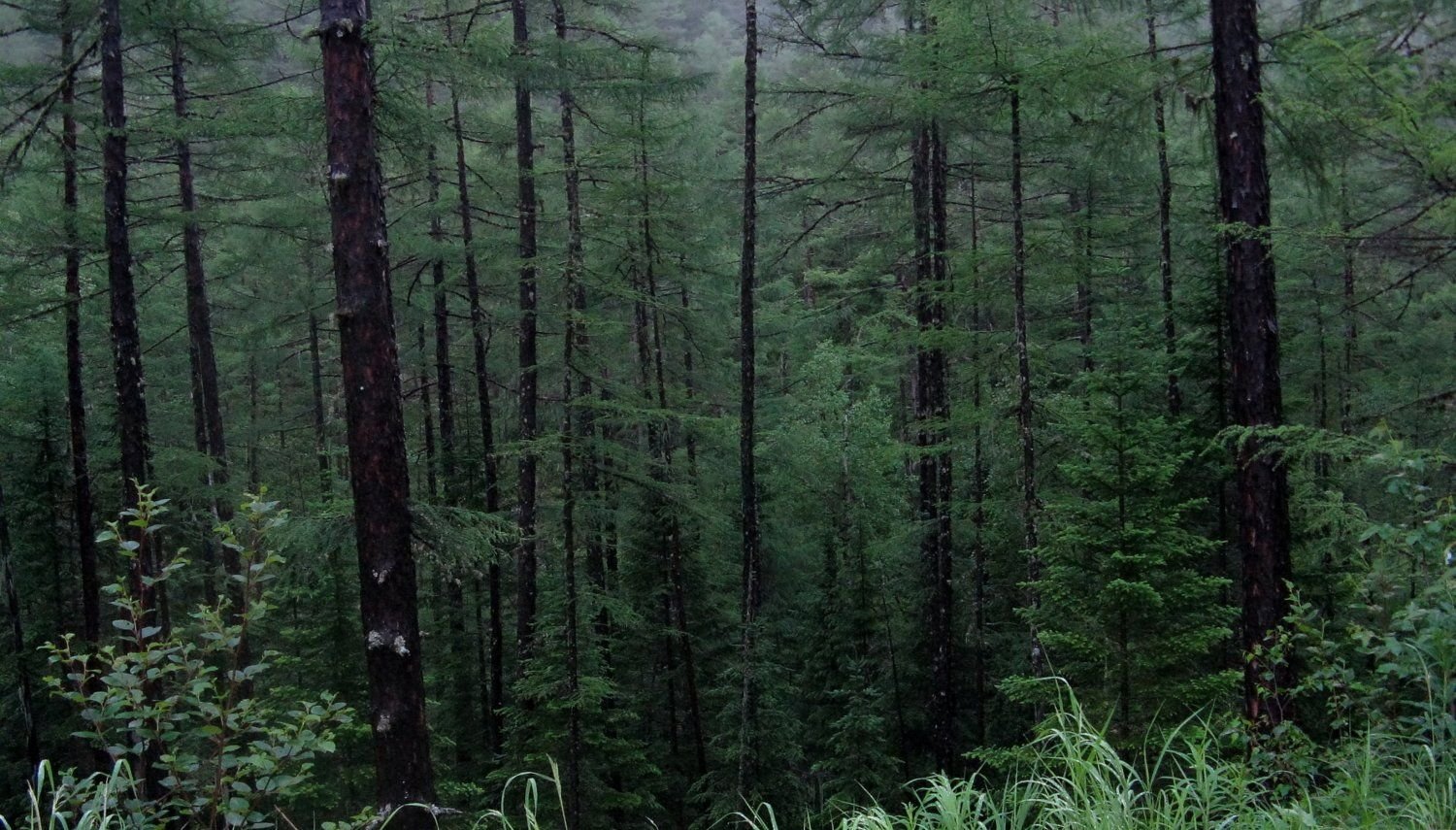 Особенности тайга хвойные леса