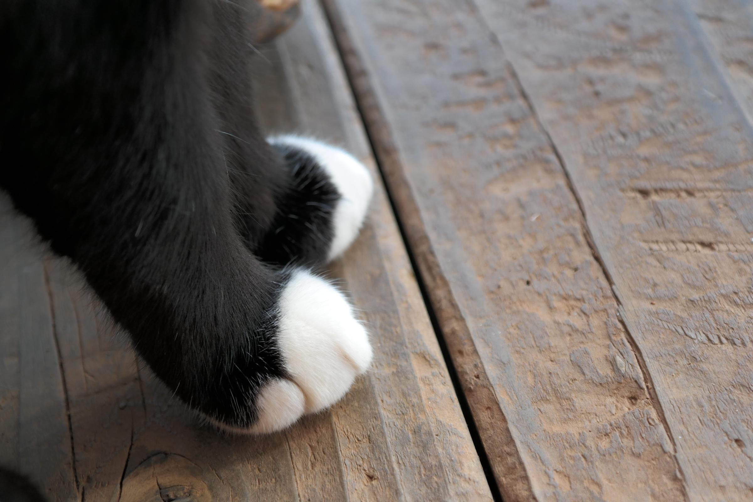 Лапка черного кота. Лапа кошки черно-белая. Коты с чёрными носочками лап. Белые носочки на лапках. Черные носочки белые лапки котики.