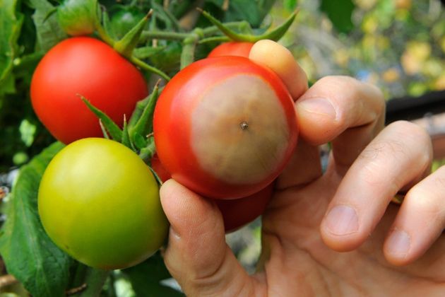 Как защитить томаты от вершинной гнили