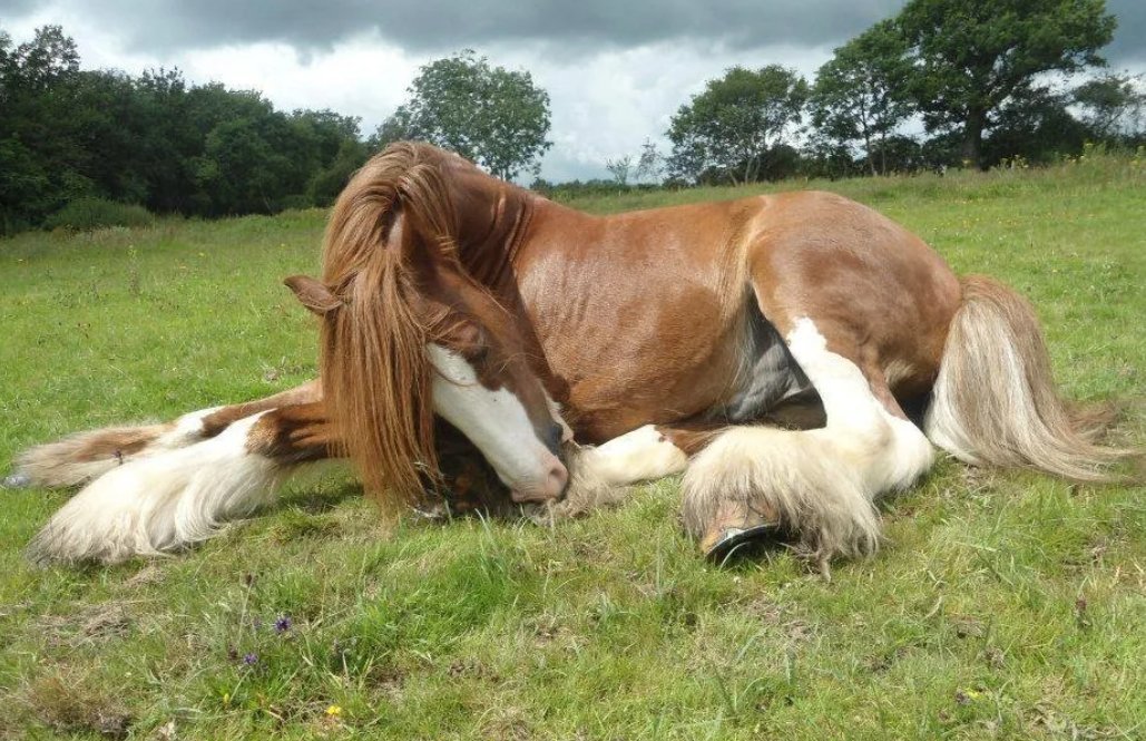 Сон лошадка. Жеребенок тяжеловоза. Лошадь лежит. Спящие лошади. Лежачая лошадь.