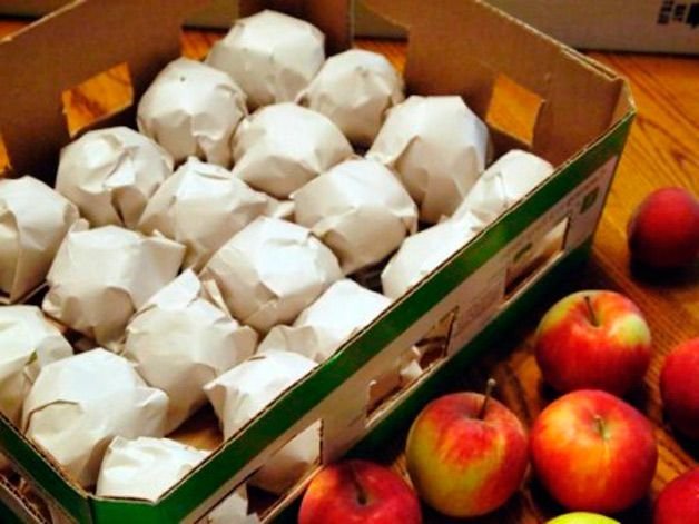 Хранение яблок в зиму, в погребах и в домашних условиях, несколько советов