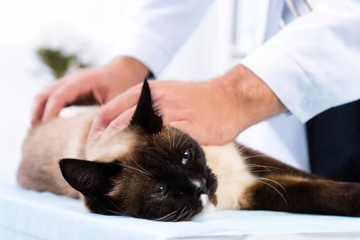 Ветеринар усыпить кошку. Косметические процедуры для животных.