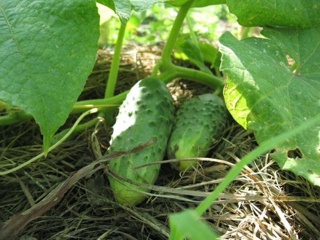 Как увеличить урожай огурцов в два раза, и продлить плодоношение до самой осени