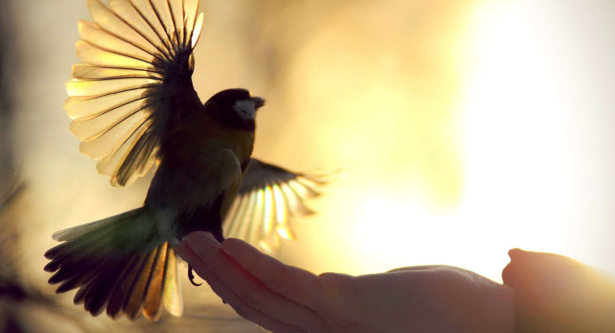 Доверие самому себе. Птица на руке. Птица на ладони. Птичка улетает. Отпустить птицу.