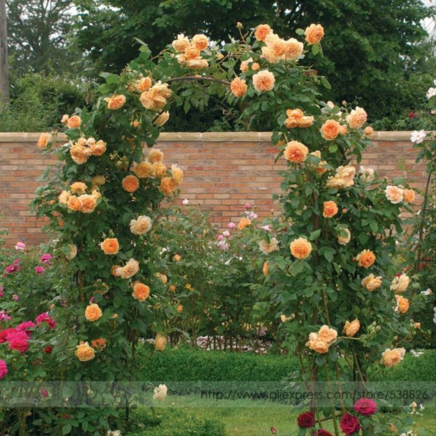 3 плетистые красавицы: сорта роз, которые способны покорить своим пышным цветом