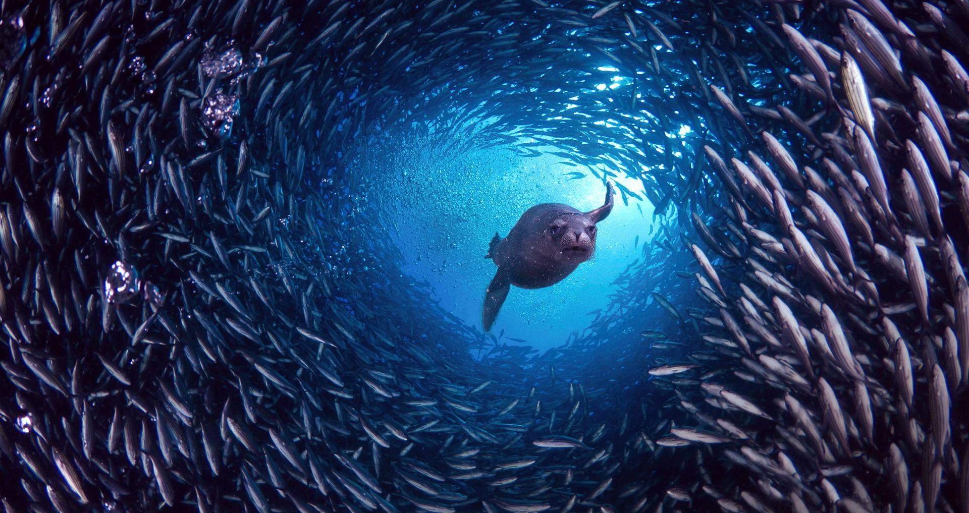 Морской котик в тоннеле из рыб/ © wikiway.com