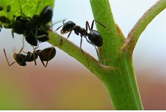 Эффективные народные средства, как избавиться от муравьёв на деревьях и в теплице