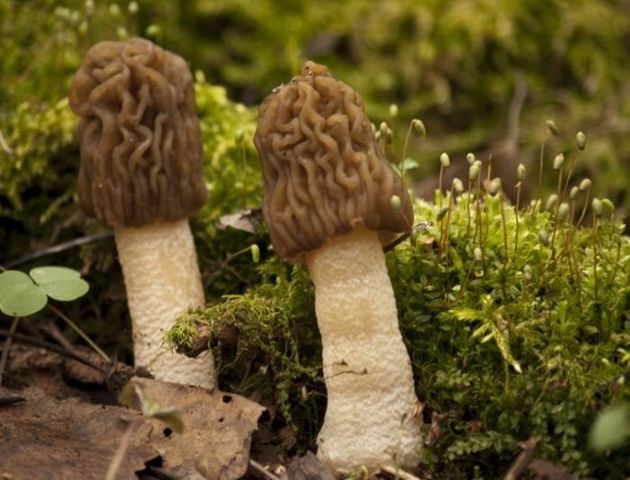 Сумчатые грибы – сморчки и строчки. Что нужно знать о них?