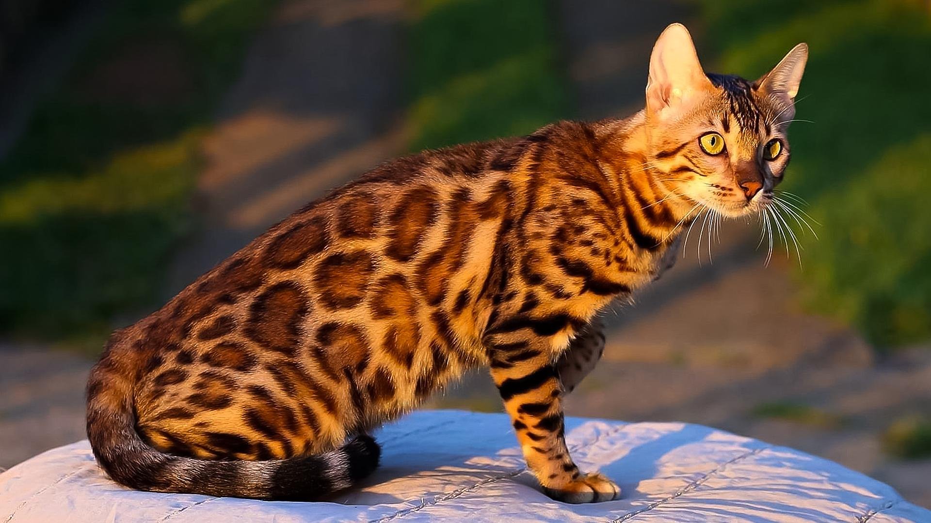 Фотографии кошек бенгальской породы