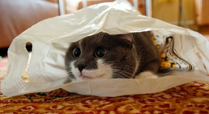 Почему кошки любят сидеть или лежать в целлофановом пакете