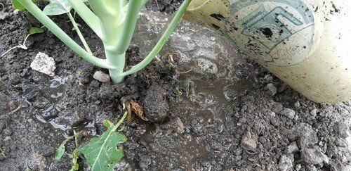 Чем важно подкормить капусту в период завязи кочанов, чтобы они выросли большими и плотными