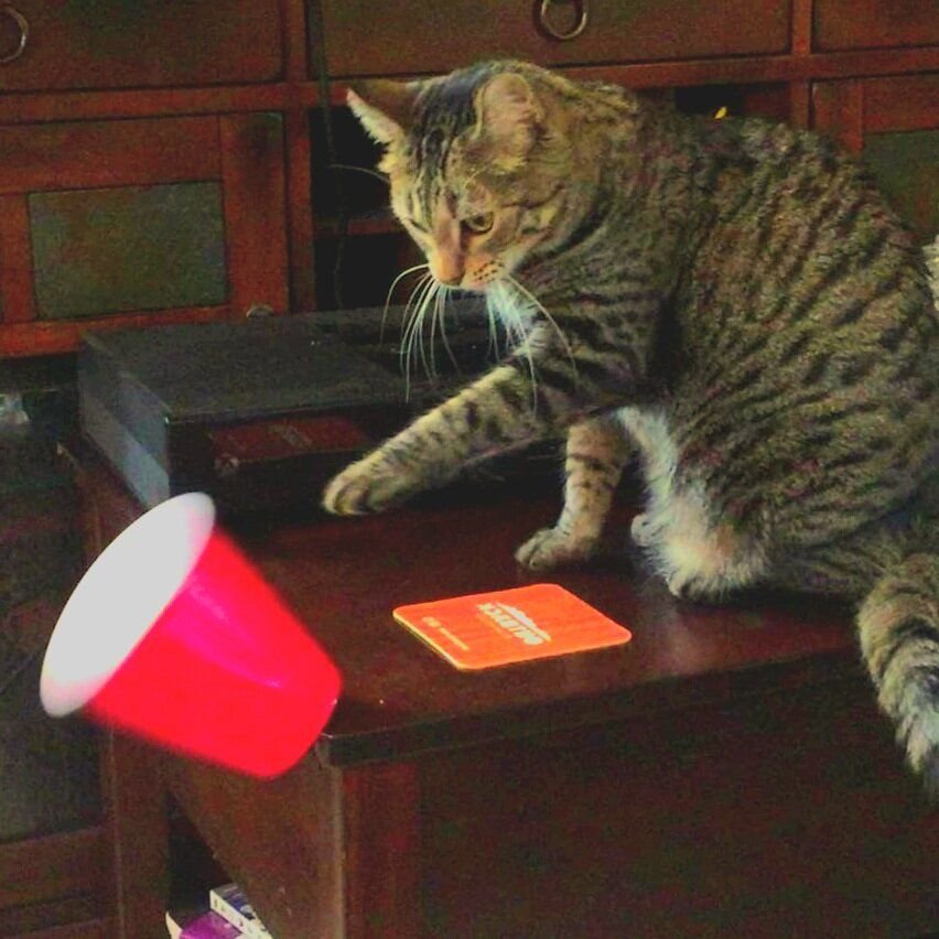 Кошка сбросила с конструкции один кубик. Кот скидывает со стола. Кот уронил со стола. Кот сталкивает со стола. Котик скидывает вещи со стола.